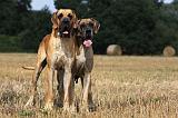 DOGUE ALLEMAND 275